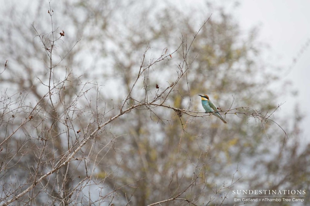 Summer migrant: European bee-eater