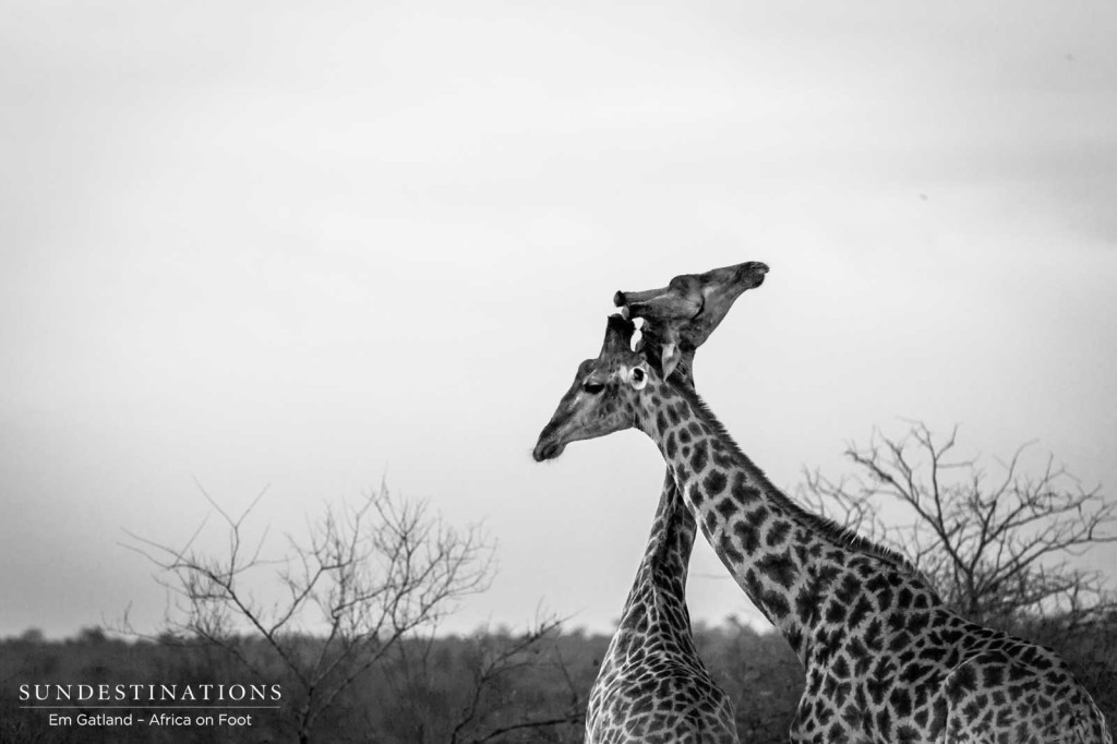 Giraffe affection