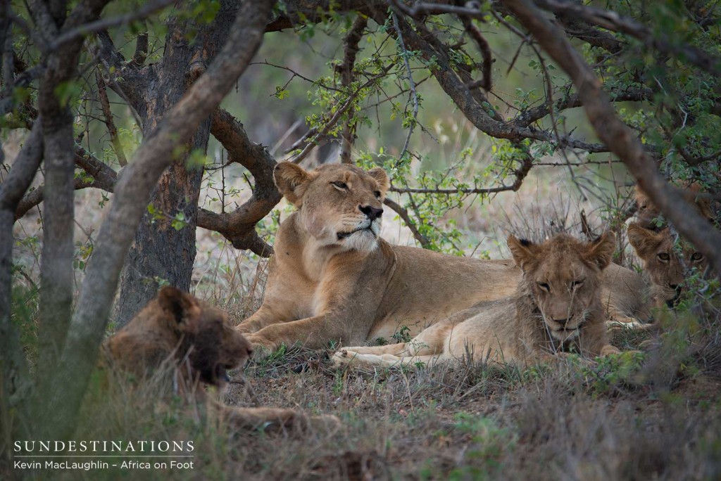 Hercules Pride relaxing in the bush