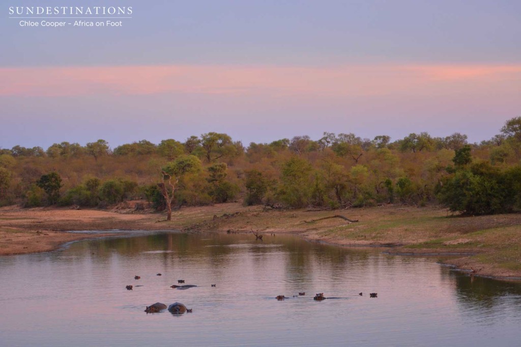 Big pods of hippos and lots of crocodiles in the dam