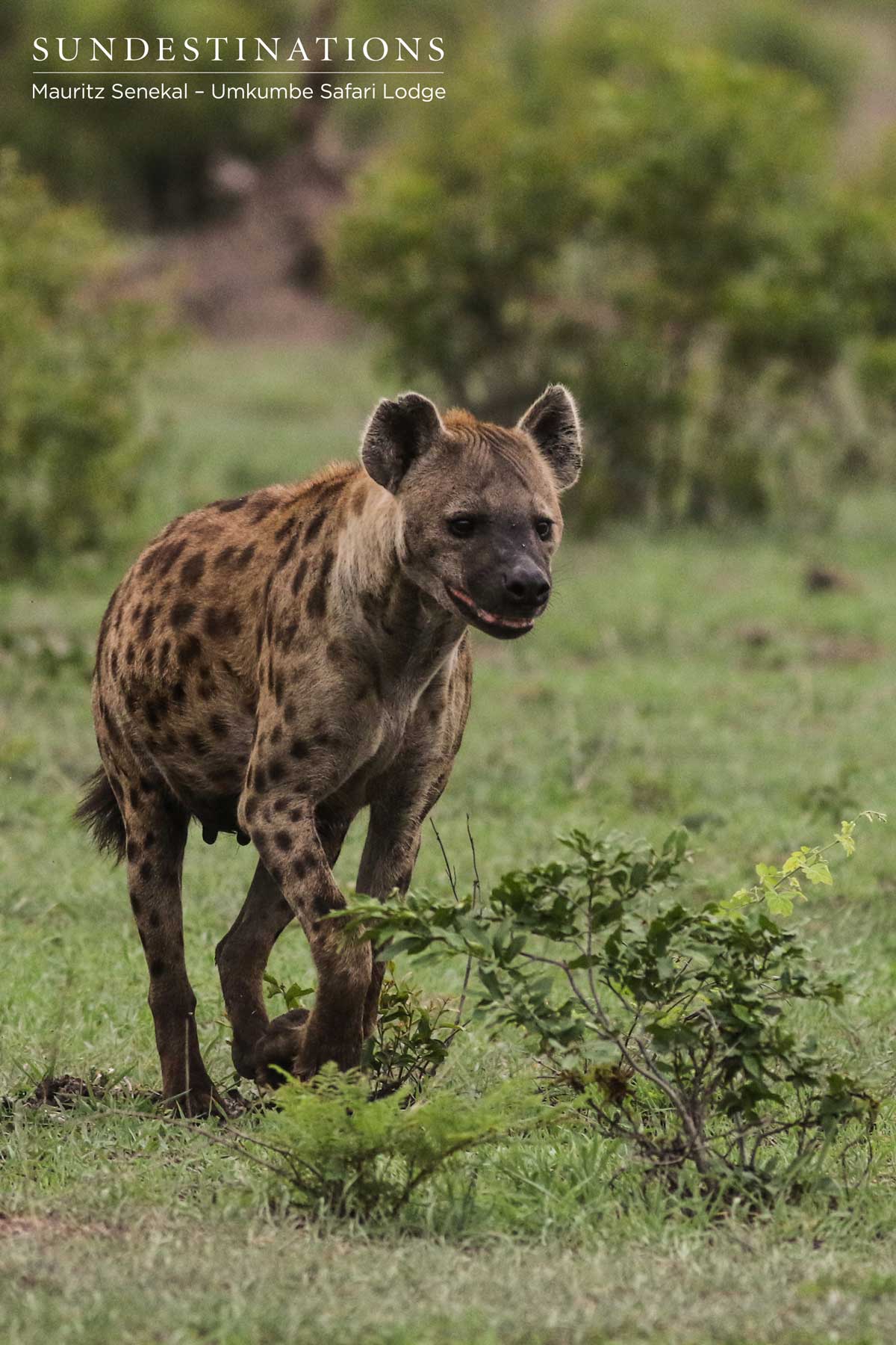 Hyena - Umkumbe