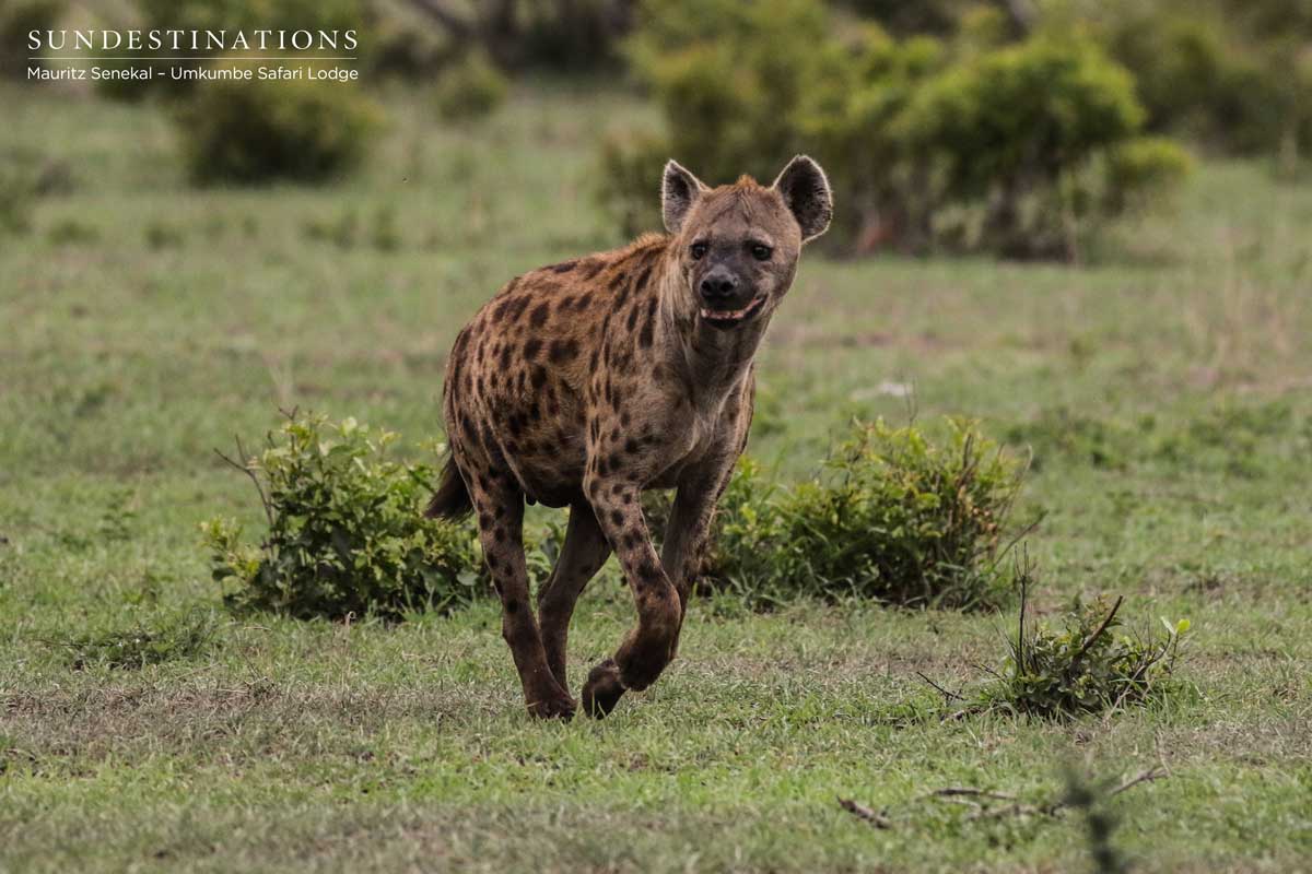 Hyena chasing kill