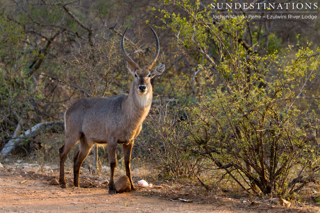 Waterbuck bull