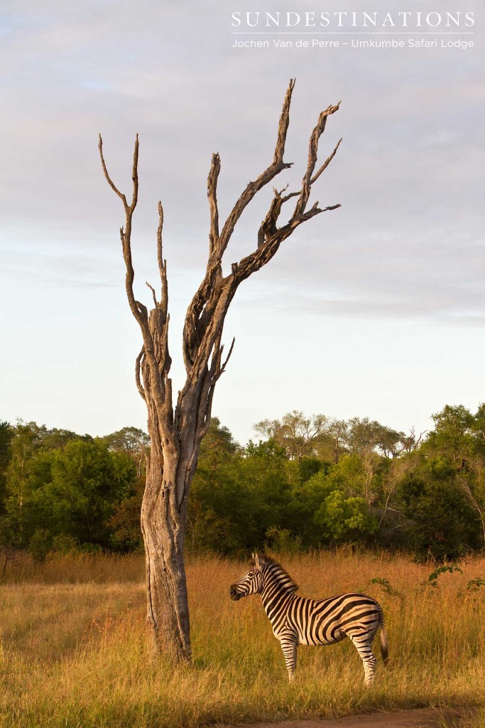 Zebra portrait