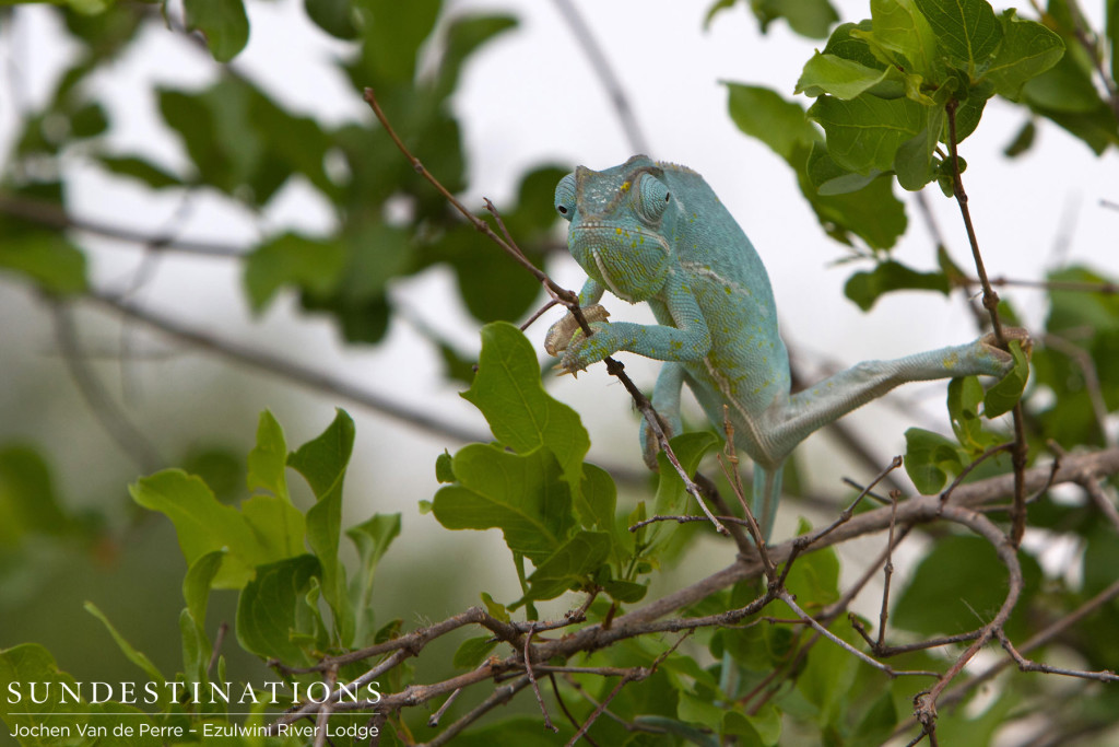 Flap neck chameleon