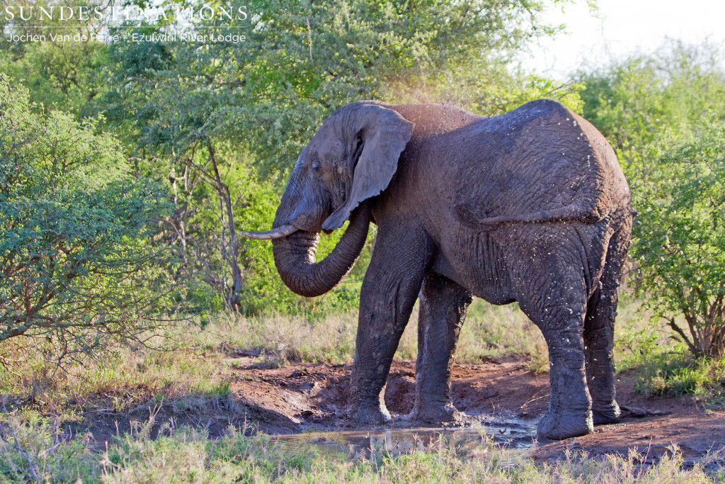 Elephant in musth having a mud bath