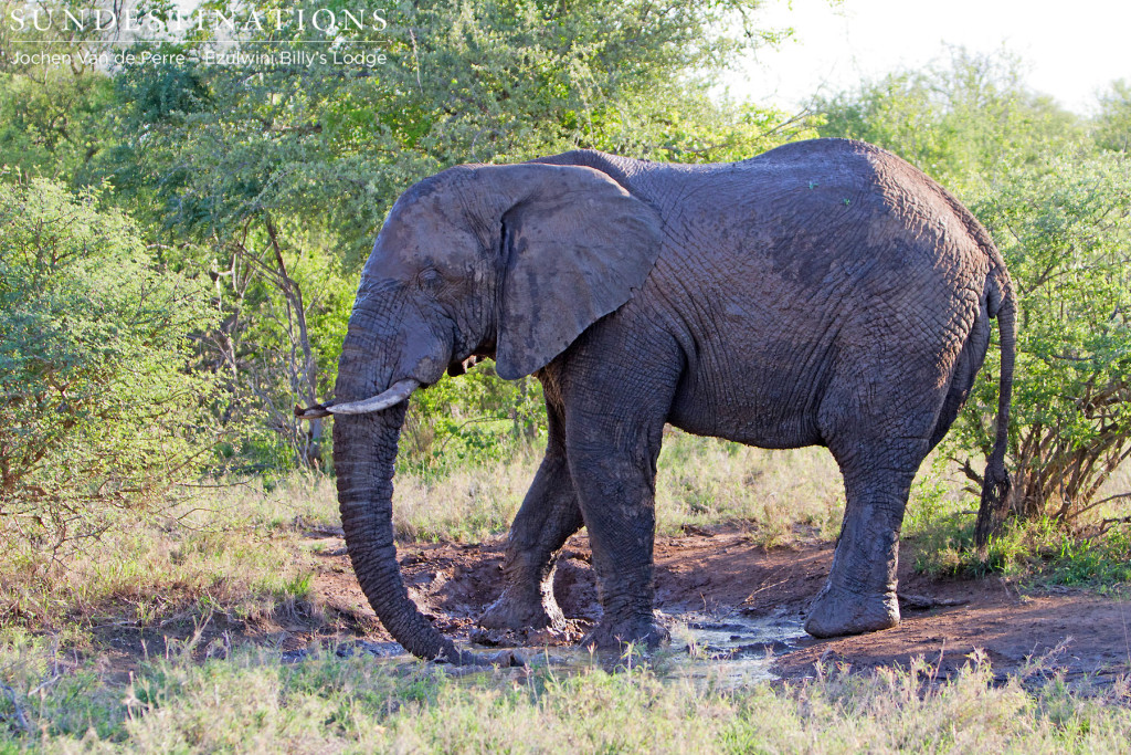 Bull elephant in the mud