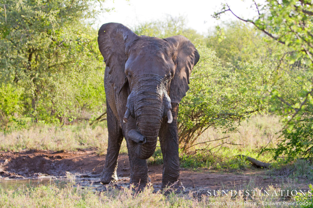 Bull elephant shaking his head