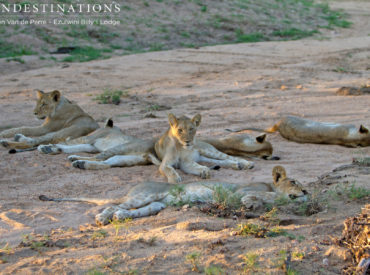 You know you’re winning when your game drives consists of 4 of the famous Big 5, and the only one that evaded you is our shy friend, the leopard. A nocturnal cat by nature, leopard is most frequently seen in the evenings and in darkness (although Ezulwini been very lucky in seeing these cats during the […]