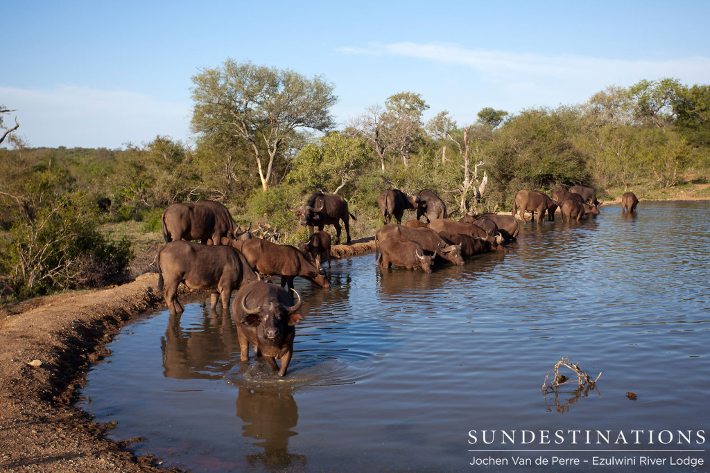 Buffalo gathering at a dam