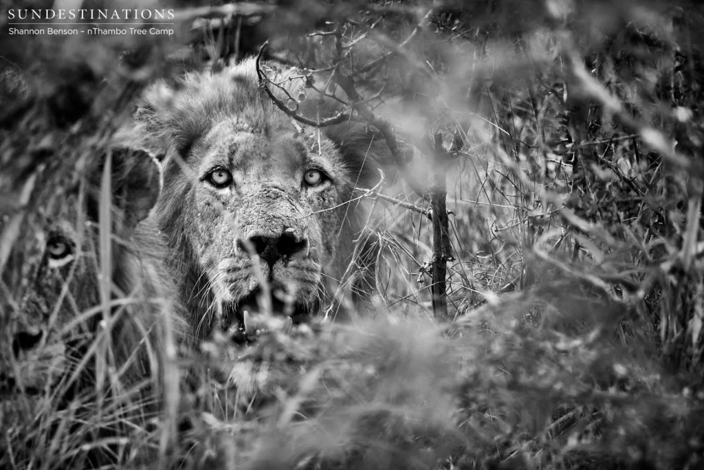 Trilogy male in the thicket