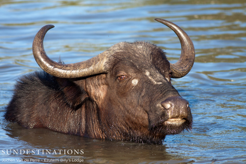 Buffalo having a swim