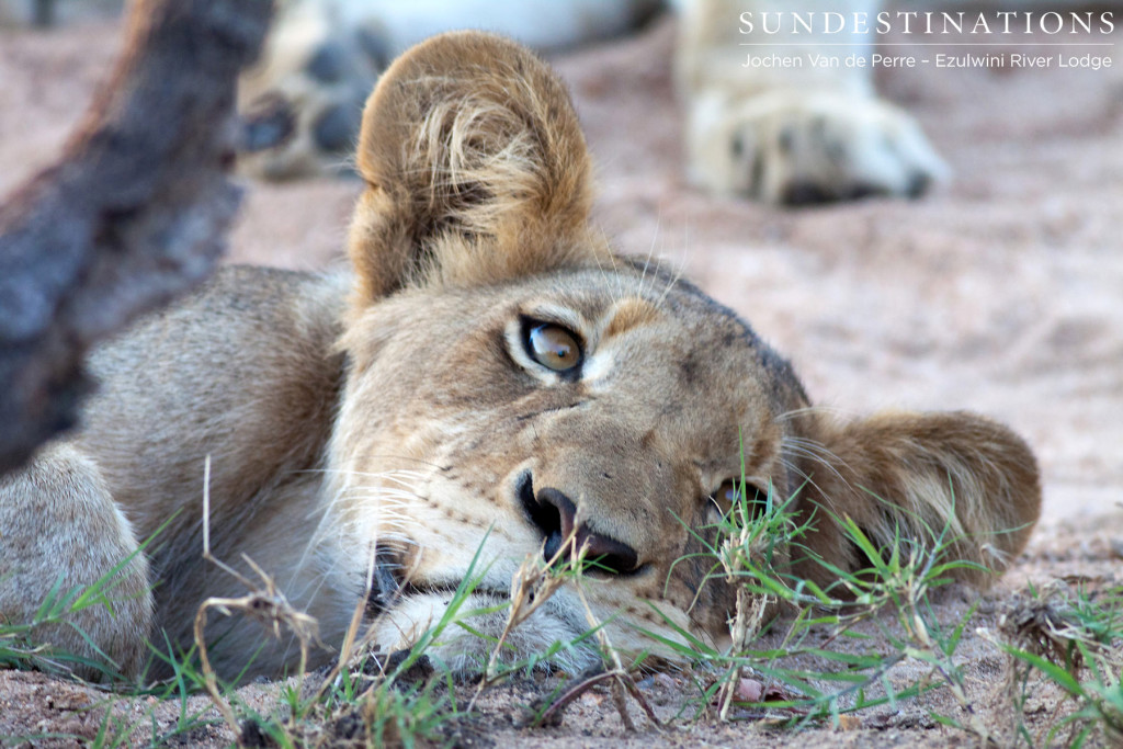 OW Pride youngster behaving like a typical 'flat cat'