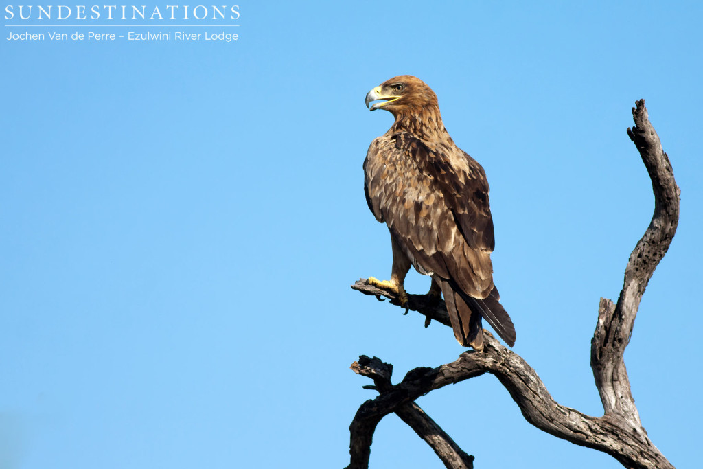 Tawny eagle 