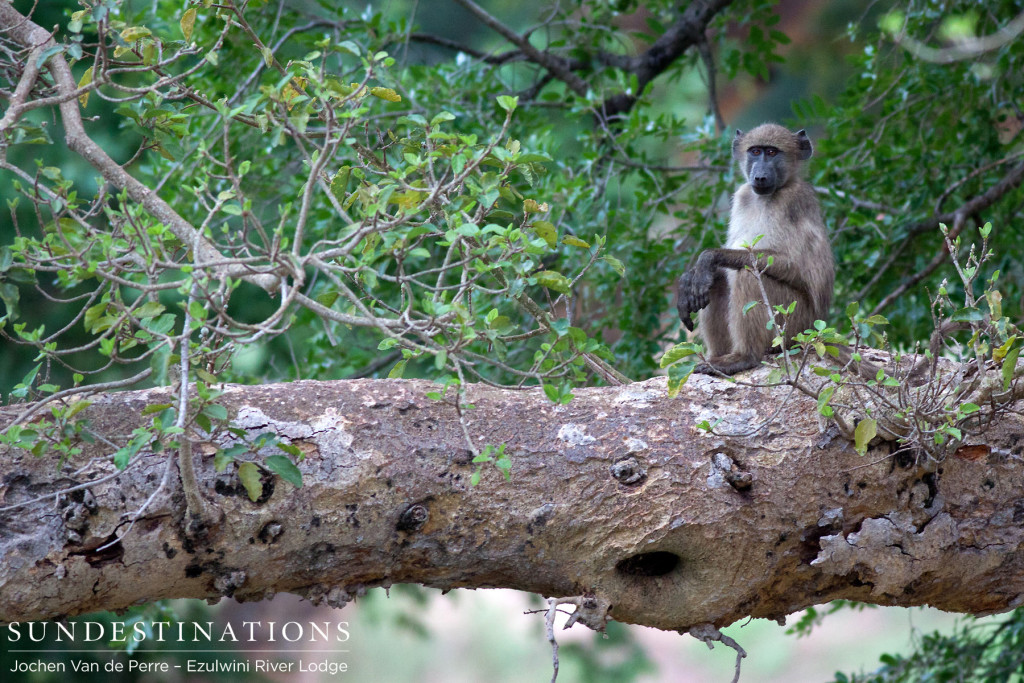 Pensive baboon