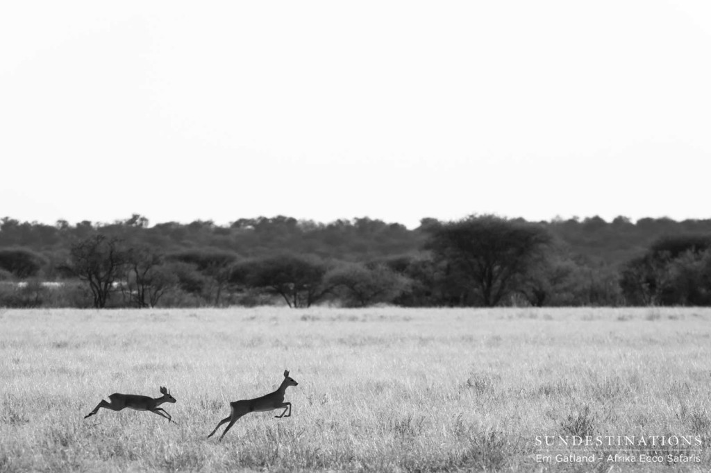 Pair of steenbok in Deception Valley