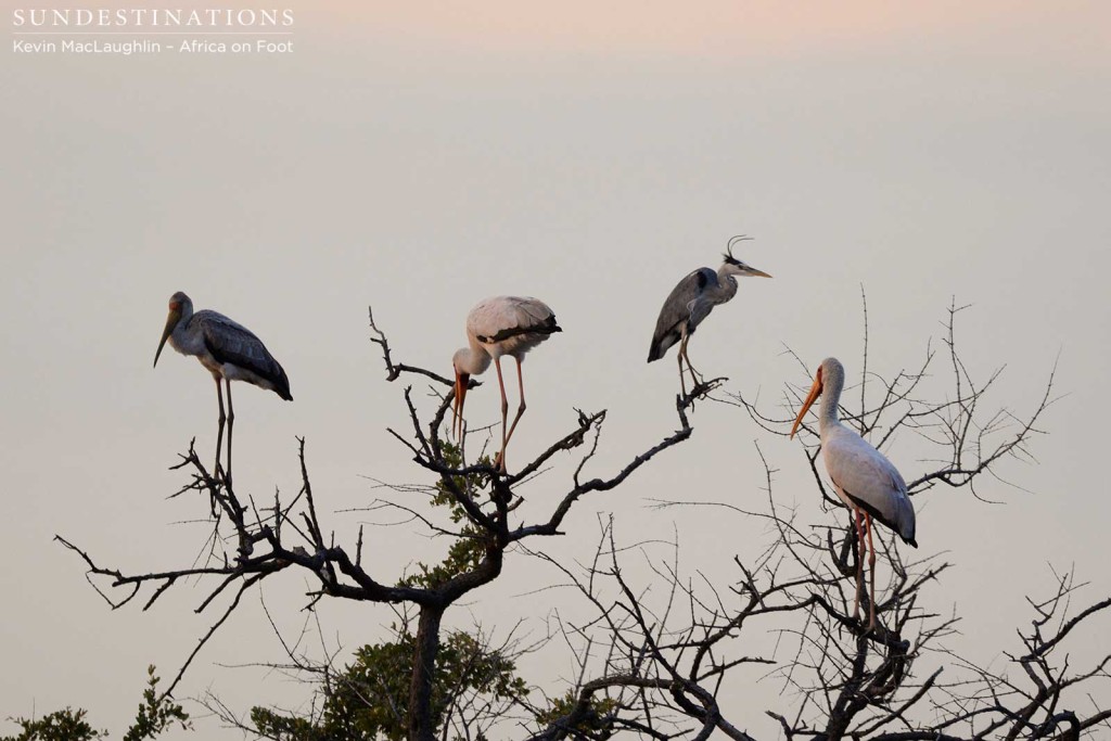 Yellow-billed storks and a grey heron