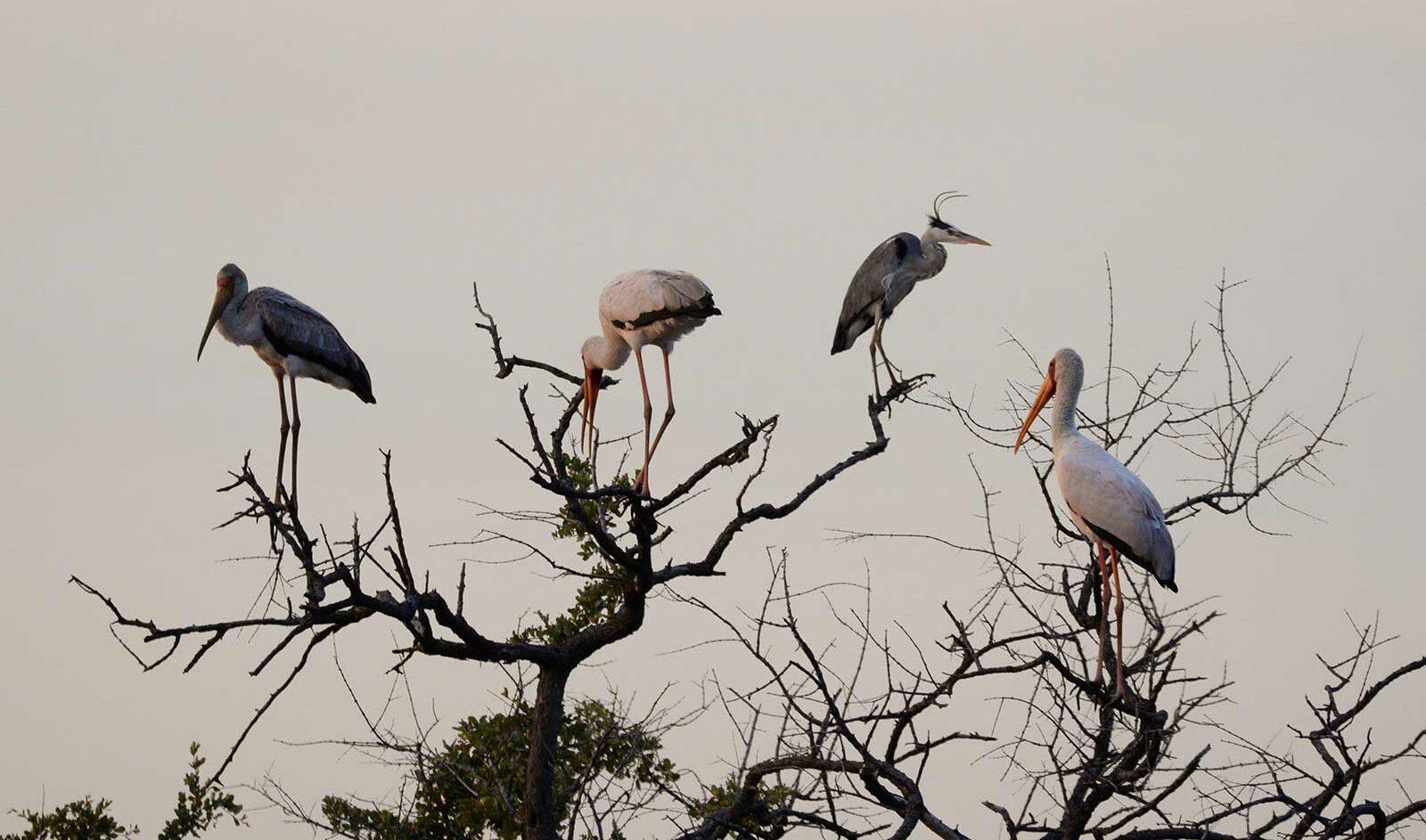 Yellow-billed storks and a grey heron