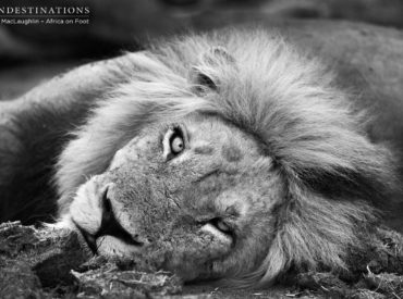 Inspiring photography that captures the essence of the big game safari experience. Sometimes it’s the glare of a short-tempered lion, or the flight of a steenbok as it springs weightlessly from the ground in a mad dash to find cover. Perhaps it’s the swoosh of of an elephant’s bristly tail against its leathery skin, or […]