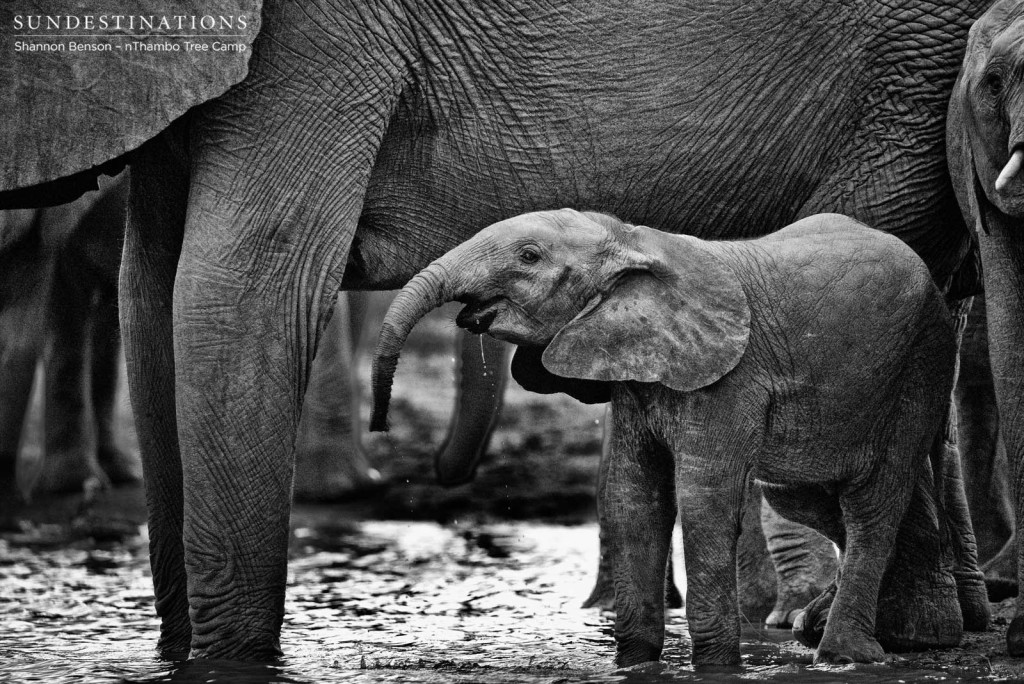 Thirsty baby elephant