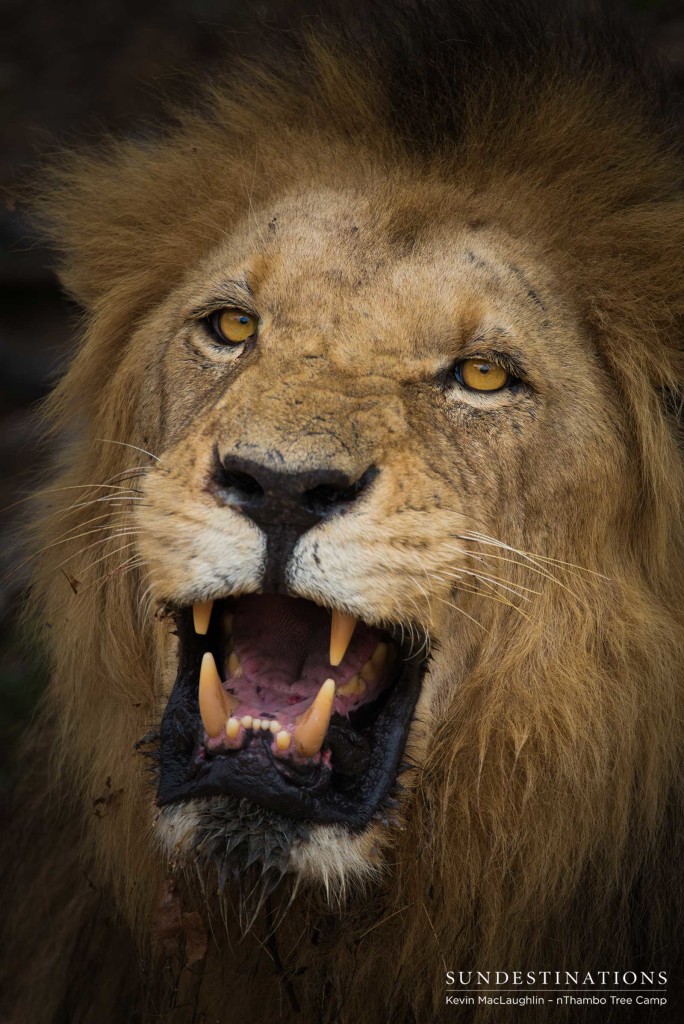 Trilogy male lion snarl