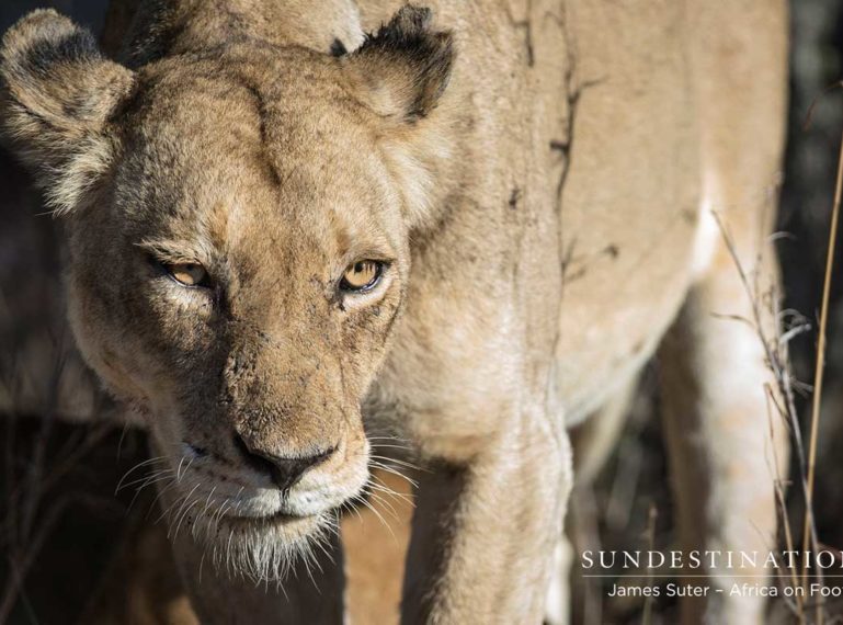 Week in Pics: Lions are Loving the Festive Season