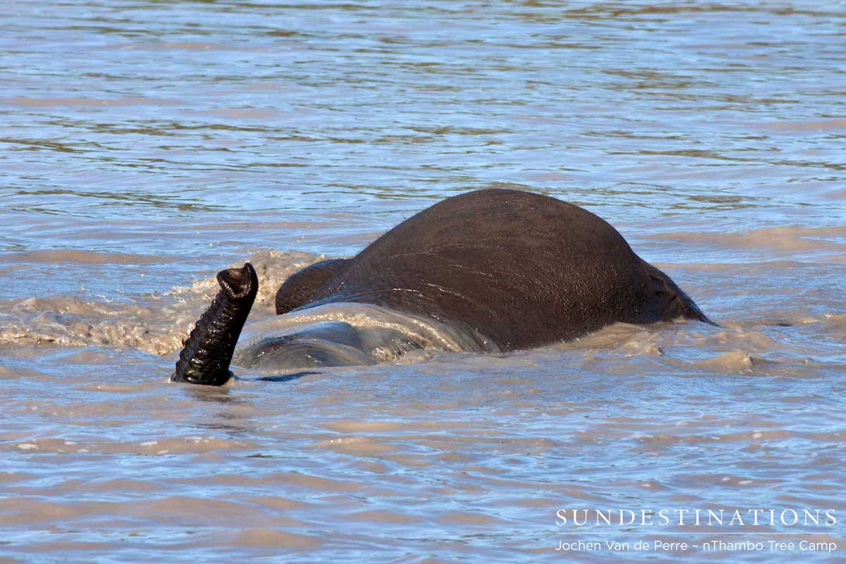 Elephant Snorkelling