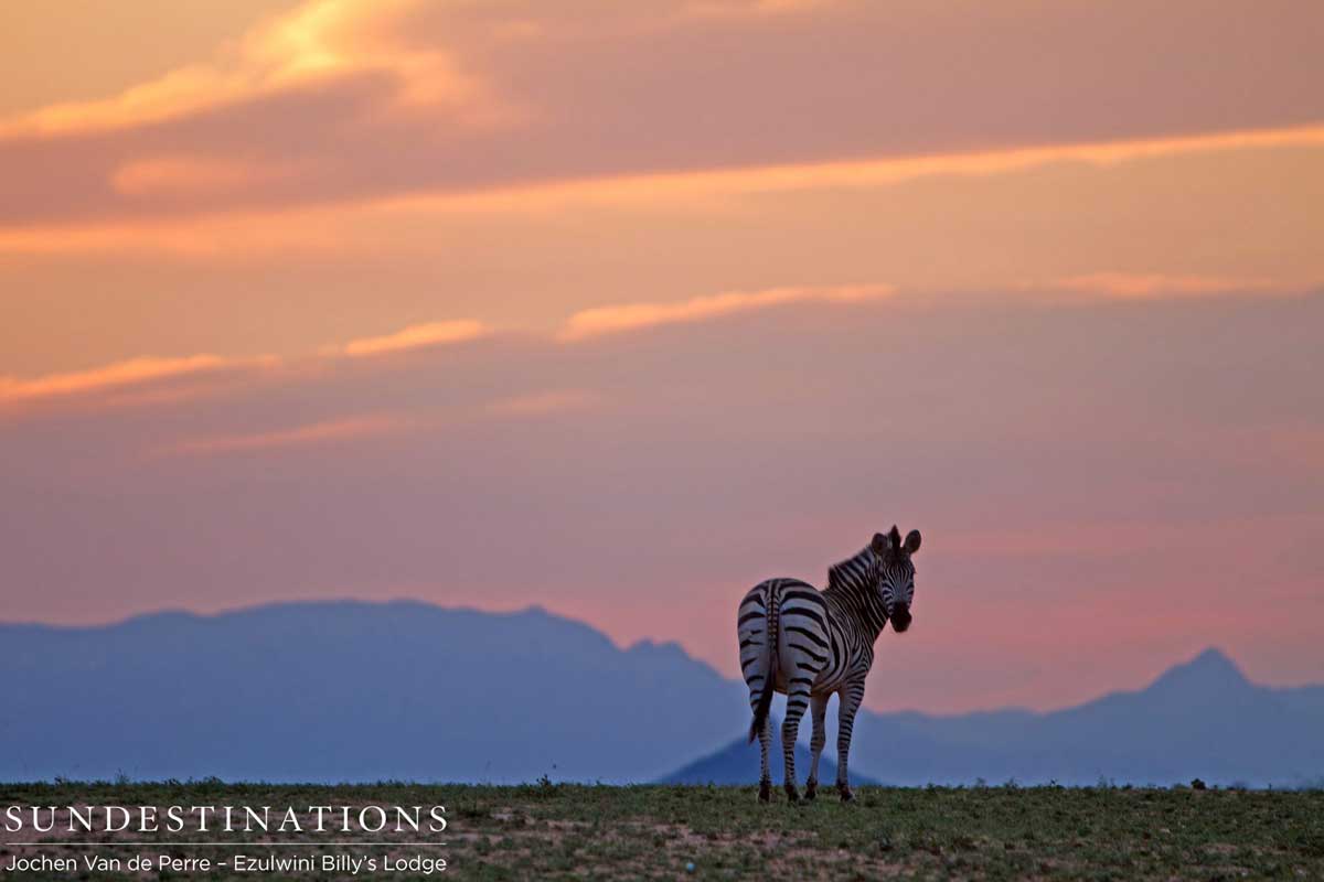 Zebra with Sunset