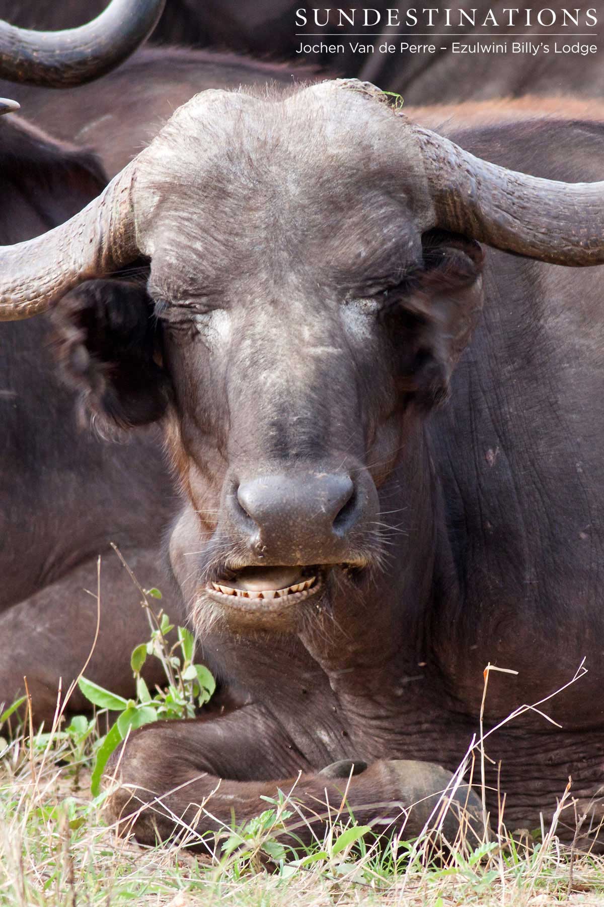 A buffalo relaxing with its herd