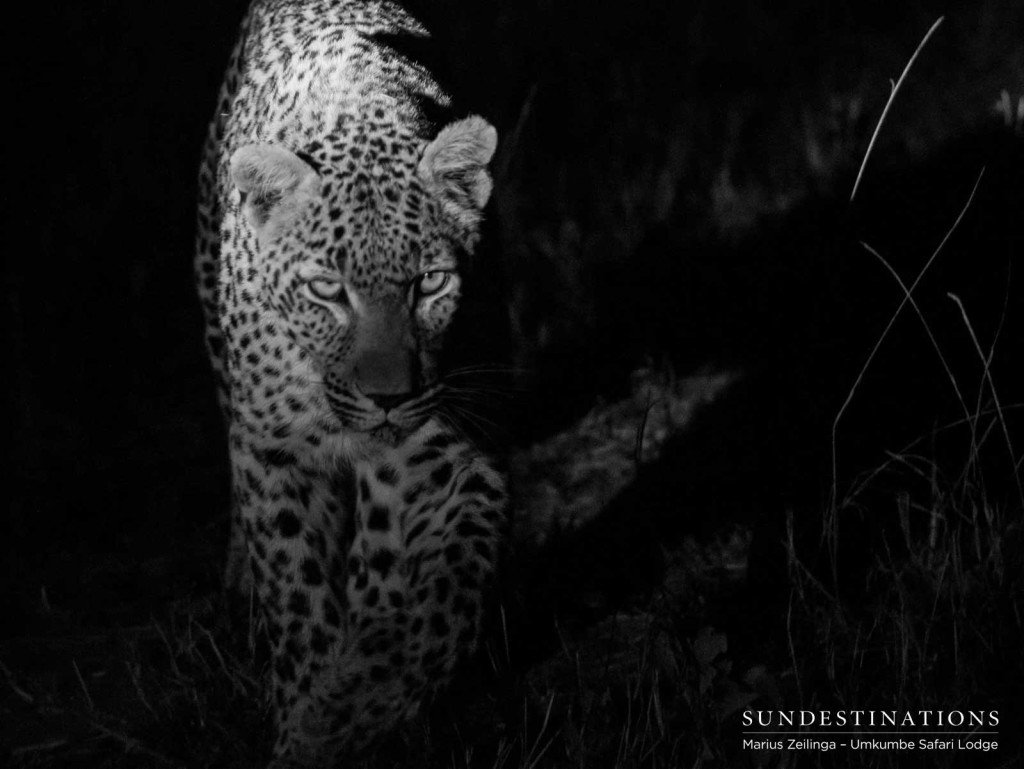 Warthog Wallow, female leopard at Umkumbe