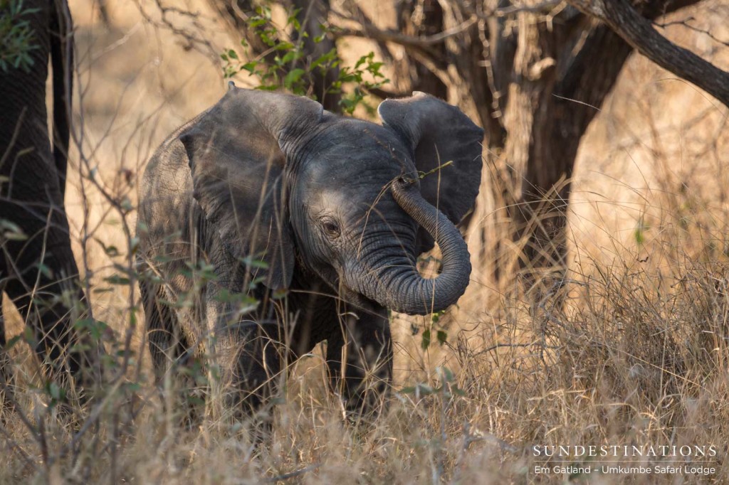 Elephant calf experimenting with her trunk