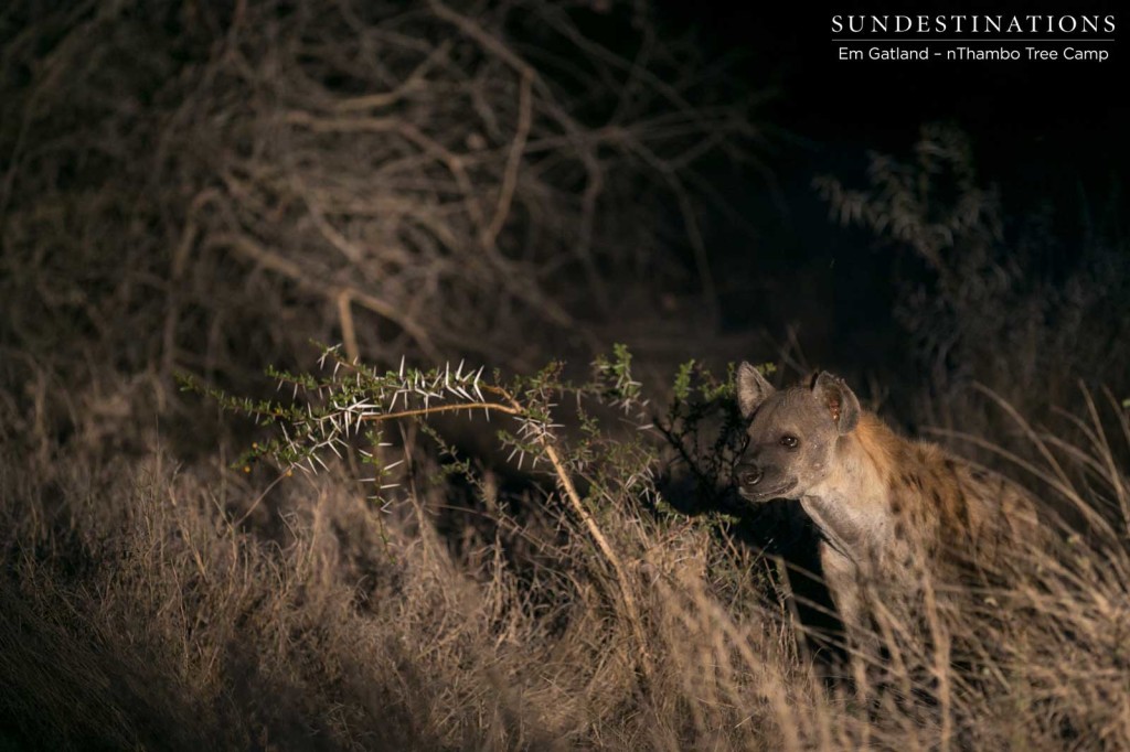 Spotted hyena in the dark
