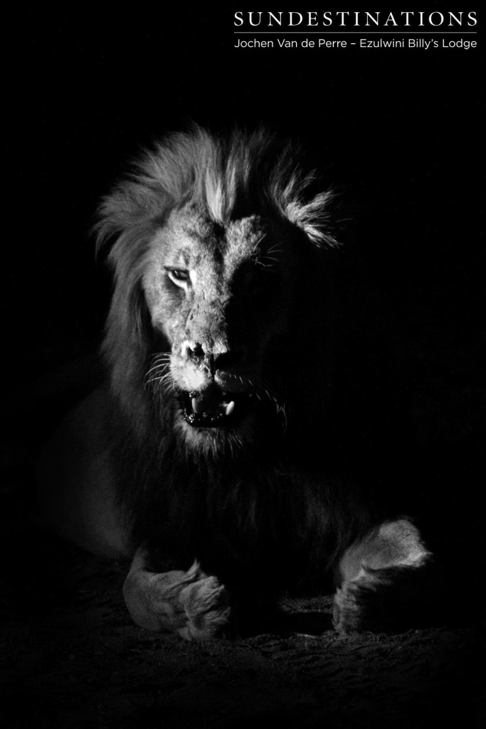 Male lion at night at Ezulwini