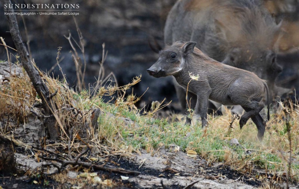 Warthog piglet, summer arrival