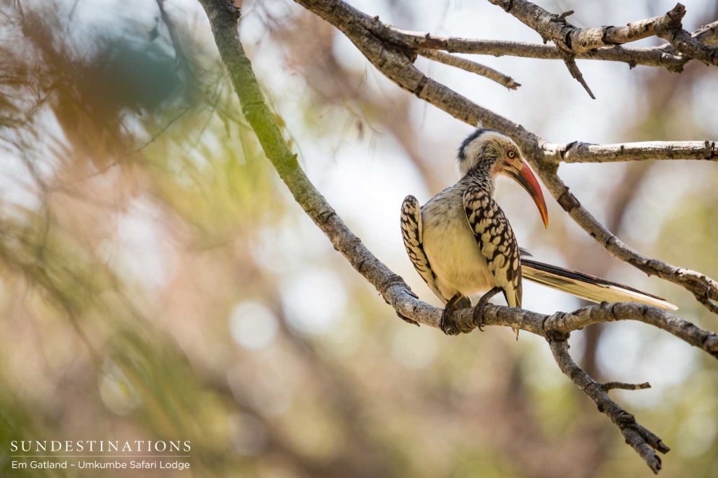 Red-billed hornbill