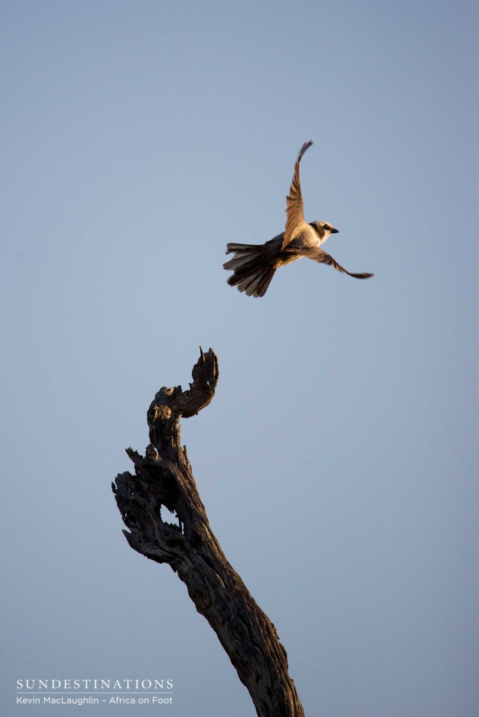 Southern white-crowned shrike in flight