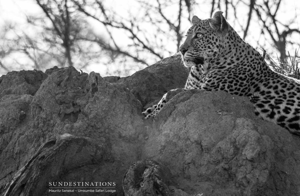 White Dam leopardess at Umkumbe