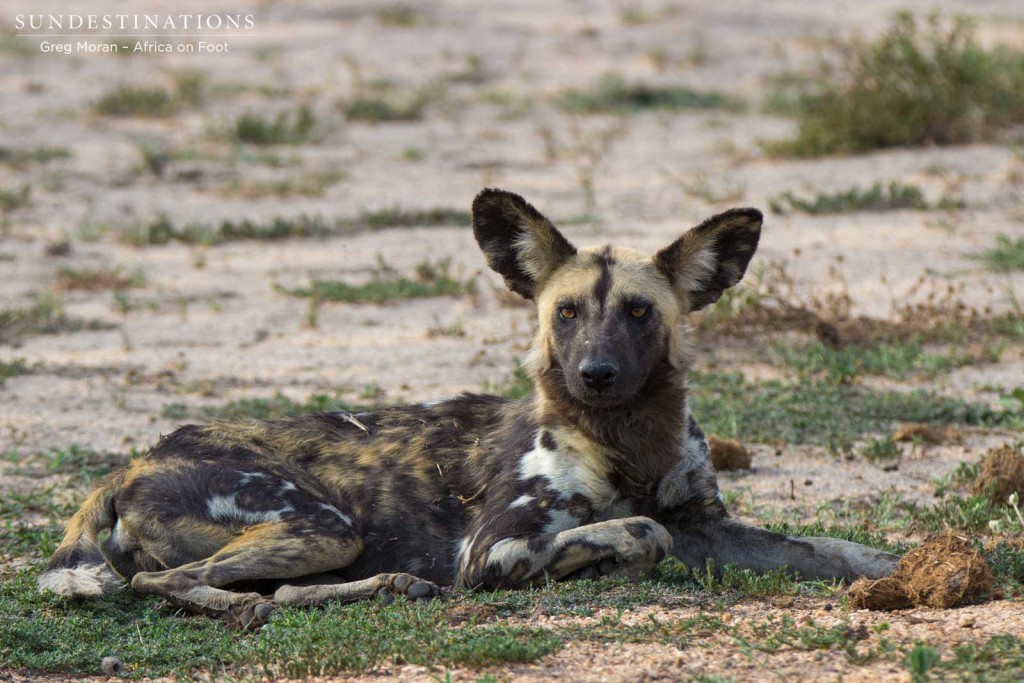 Wild dogs relaxing