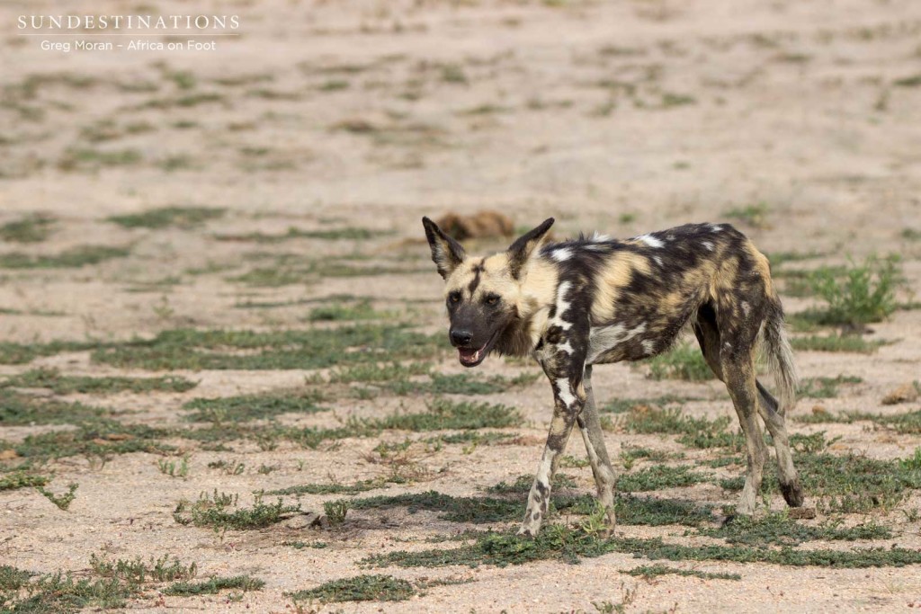 Panting after chasing an impala