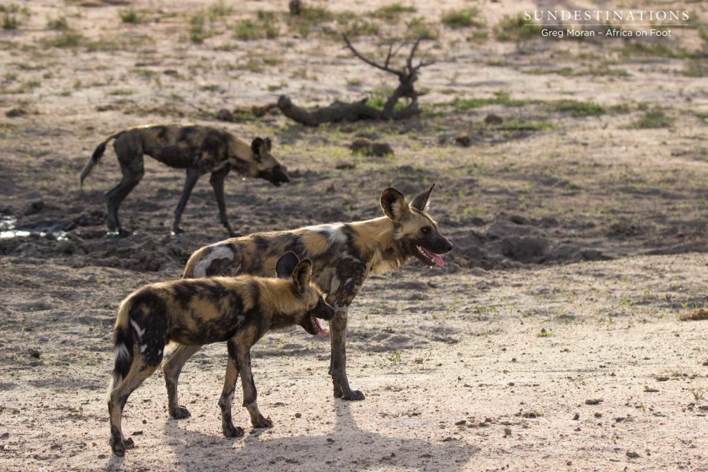 Three of the 7 wild dogs in the pack