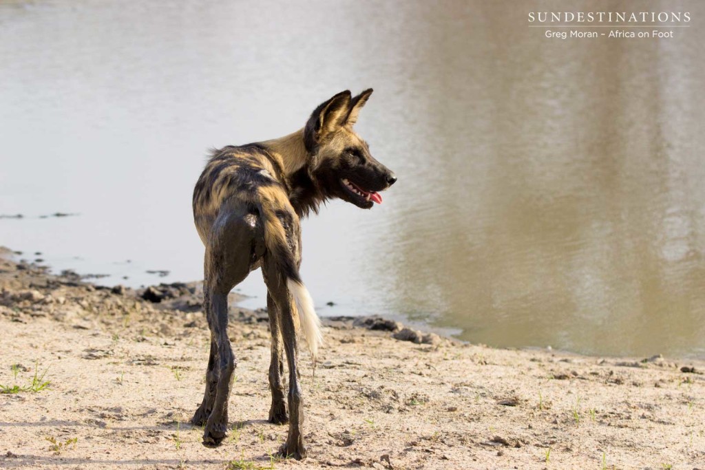 Wild dogs drinking at Nyala Dam