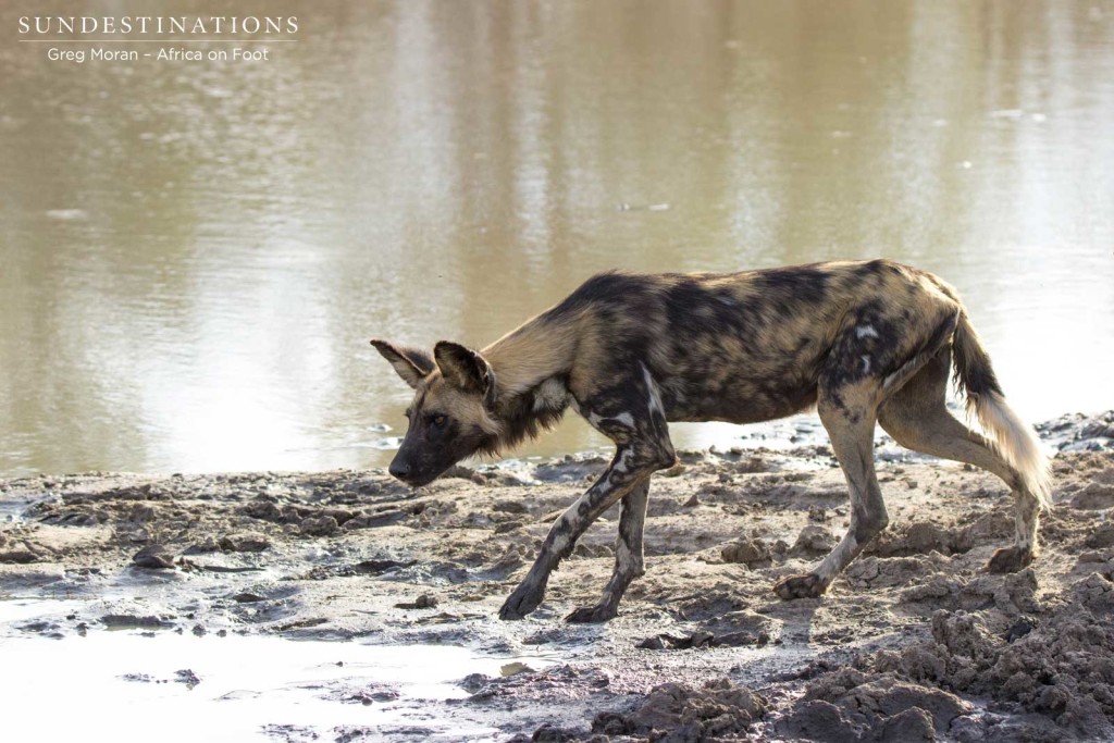 Hunting impala is thirsty business