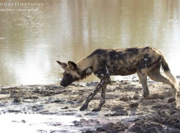 Remember those “awww” inspiring photographs of wild dogs and their tiny pups that had occupied a den site near Africa on Foot and nThambo Tree Camp? That’s right, how could you forget? The pack has returned numerous times – once they even made a kill inside Africa on Foot grounds after an impala fell into […]
