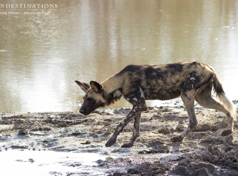 The wild dogs are back at Africa on Foot