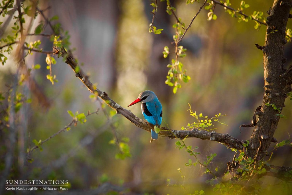 Summer's melody: woodland kingfisher