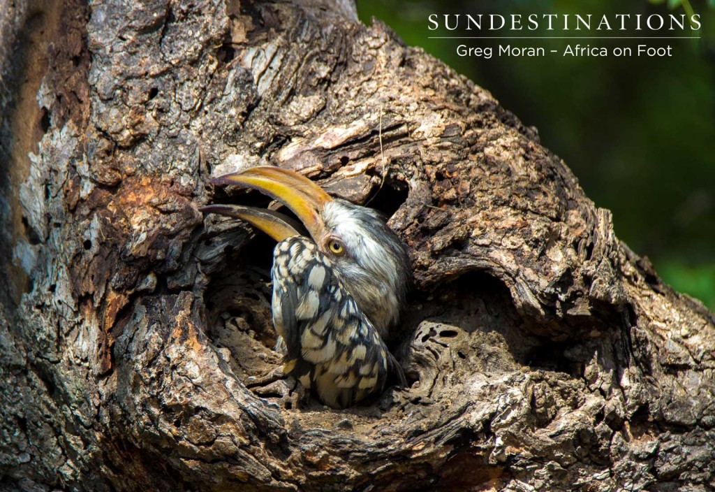 Adult female leaving the nest