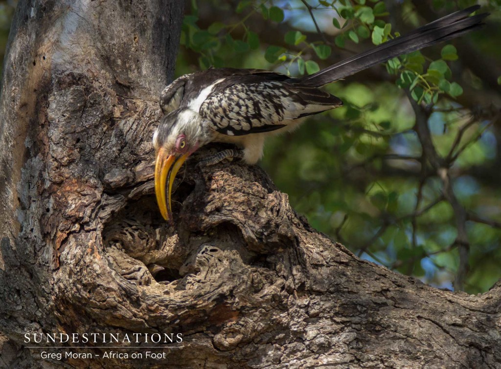 Parents checking on the chick in the nest