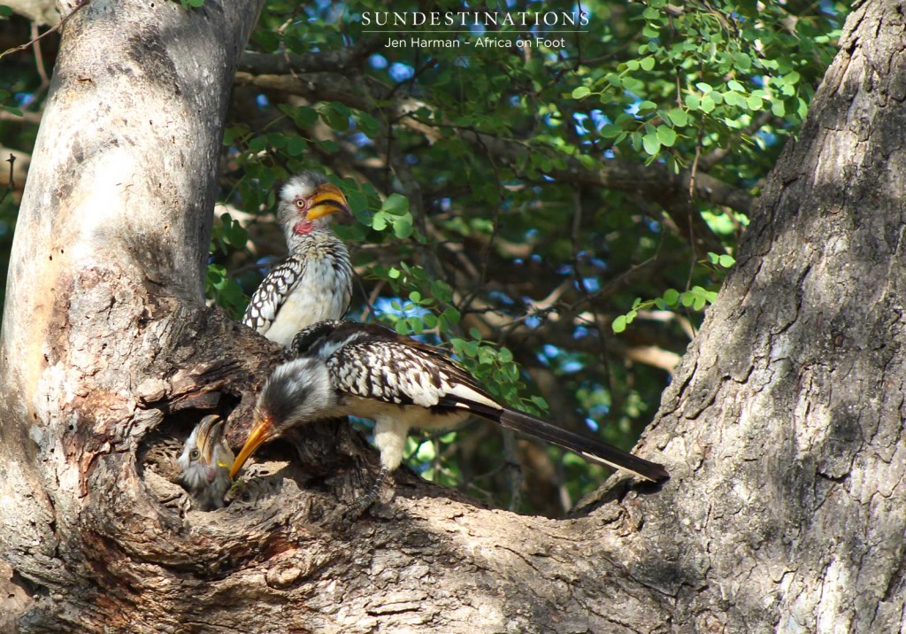 Parent hornbills fussing over chick in the nest