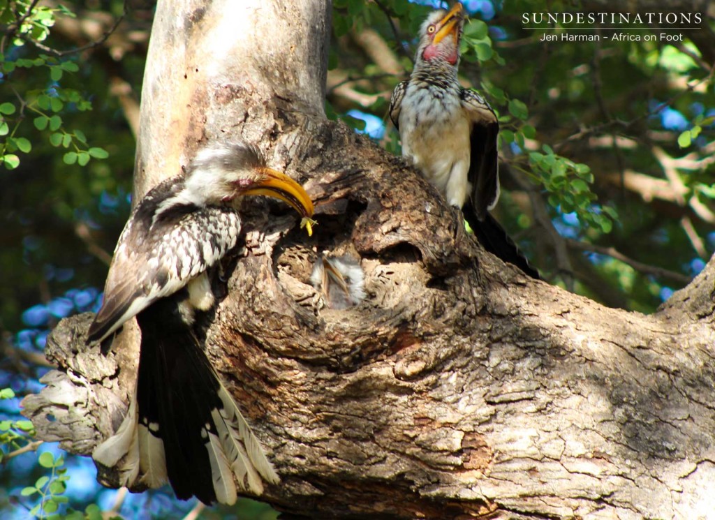 Chickstill in the nest, parent birds outside