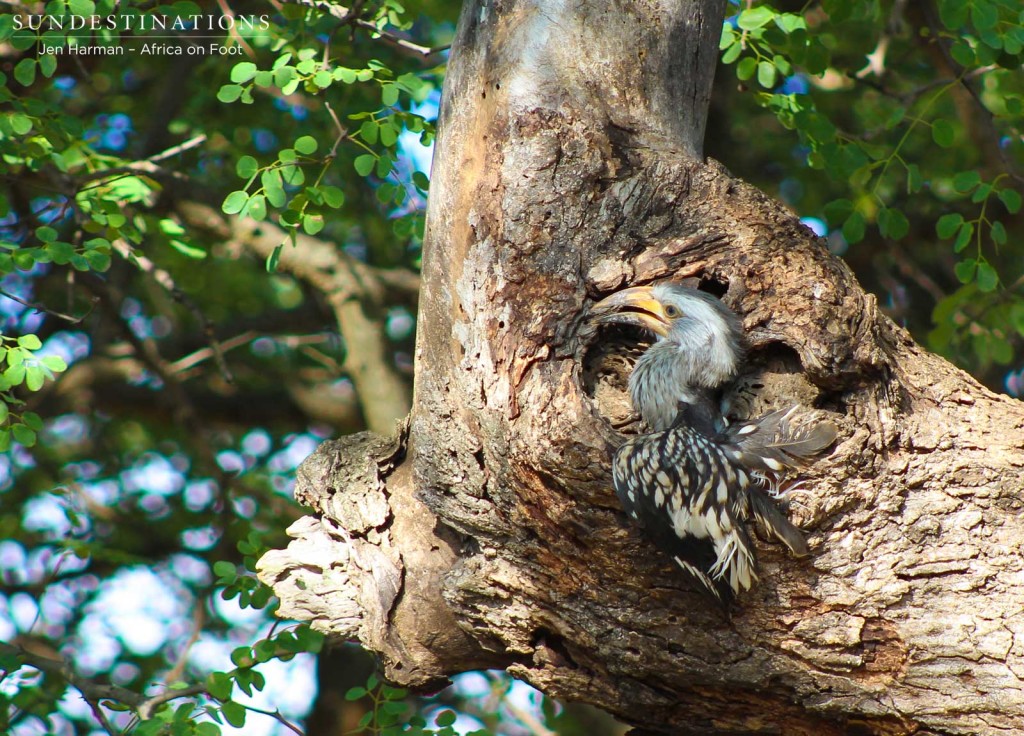 Chick almost out of the nest